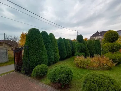 Usługi ogrodnicze Green Sky Borys Puchała